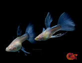 Blue Topaz Angel Halfmoon Ribbon Guppy